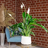 thumbnail of Einblatt mit 3-5 Blüten/Knospen - Luftreinigendes Spathiphyllum - ca. 45 cm hoch, Topf-Ø 13 cm