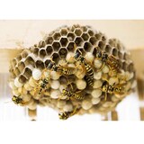 thumbnail of Insetticida schiumogeno spray per vespe e calabroni 750 ml