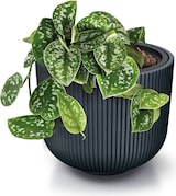 thumbnail of Prosperplast - Terrakottafarbener Blumentopf mit Reservoir, MILLY-Kollektion - 23,9 x 23,9 x 19,7 cm, 7 l Fassungsvermögen