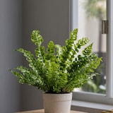 thumbnail of Nestfarn - Asplenium nidus Crispy Wave 2er Set Höhe 25-40cm