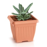 thumbnail of Prosperplast - TERRA Bloempot 25,2L - 37x37x30cm in Terracotta kleur