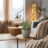 thumbnail of Aloe Barbadensis - Aloe Vera 3er Set Höhe 25-40cm