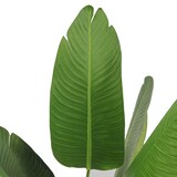 thumbnail of Pianta Strelizia 120 Cm