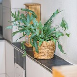 thumbnail of Innovativer Blumentopf geflochten aus Wasserhyazinthe, mit Pflanztopf aus nachhaltigen Rohstoffen, Rund, HMF 37280, 14 cm Durchmesser