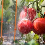 thumbnail of Relaxdays Rankhilfe 6er Set, Metall & Kunststoff, 76 cm hoch, 3 verstellbare Ringe, Rankstütze Kletterpflanzen, orange