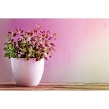 thumbnail of Paulmann Grow Green Edition Filament 230 V Réflecteur LED PAR38  200lm 6,5W 1300K  Pousse-plante 28737