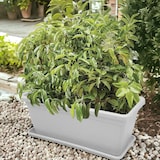 thumbnail of Macetero rectangular de plástico de 100 cm para plantas y flores con jardinera de exterior blanca, resistente a los rayos UV, fabricado en Italia.