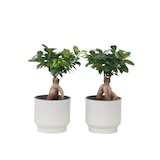 thumbnail of Bonsaï - Ficus microcarpa Ginseng Set de 2 Hauteur 30-40cm