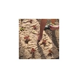 thumbnail of Tela de mantillo Papel kraft 0.6 x 100m Mantillo autodegradable para jardín Anti malezas 100% celulosa