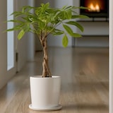 thumbnail of Geldboom - Pachira Aquatica Hoogte 60-70cm