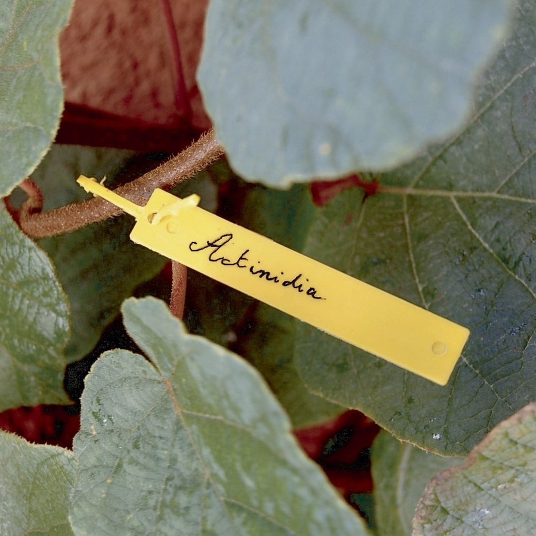 Etiqueta de plástico Etiqueta de árvore (40) 10,7 cm amarelo