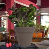 thumbnail of WellHome - Blumentopf aus Rotationsgeformtem Polyethylen 15L Ø35x30cm in der Farbe - Top garden Alex