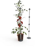 thumbnail of TOMATO BUDDY Tomaten- rankhilfe