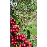thumbnail of 5 x 1 kg - Café en Grains du Mexique – 100% Arabica – Coopérative La TRIBU – Specialty Coffee