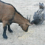 thumbnail of Rede Metálica Plastificada 13mm - 0,8mm / 0,5x10 m (Faura)