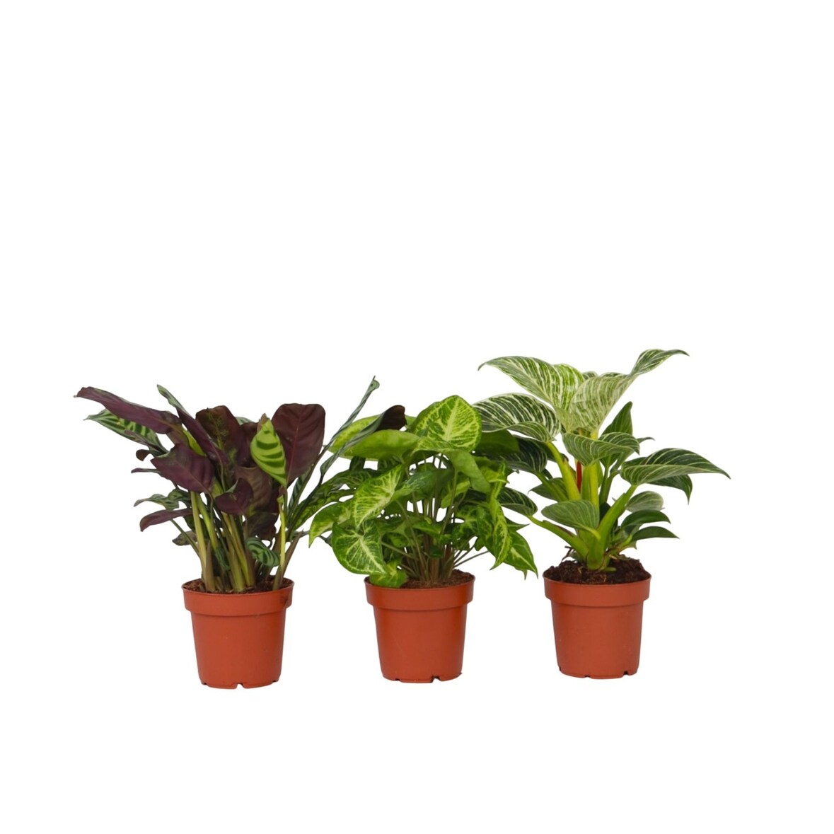 Plantes d'interieur - Mélange de 3 Hauteur 25-40cm