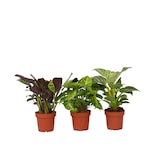 thumbnail of Plantes d'interieur - Mélange de 3 Hauteur 25-40cm
