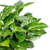 thumbnail of Coffea arabica – Exotische Kaffeepflanze für dein Zuhause, ca. 15 cm hoch, Topf-Ø 9 cm