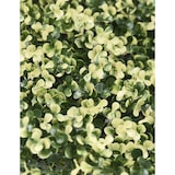 thumbnail of Decoração vertical FLAVO - 1 unidade -