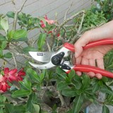 thumbnail of SIENA GARDEN 2-SF Premium Premium Bypass Schere