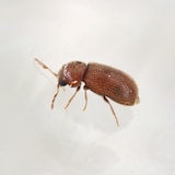 thumbnail of Pheromonfalle Brotkäfer: 10