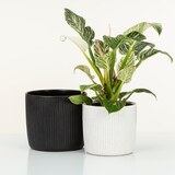 thumbnail of Scheurich Solido Linea, Blumentopf aus Keramik,  Farbe: Perla, 28 cm Durchmesser, 25,3 cm hoch, 12,9 l Vol.