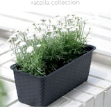 thumbnail of Blumenkasten 39cm Rattanoptik Untersetzer Balkonkasten Pflanzkasten Blumentopf