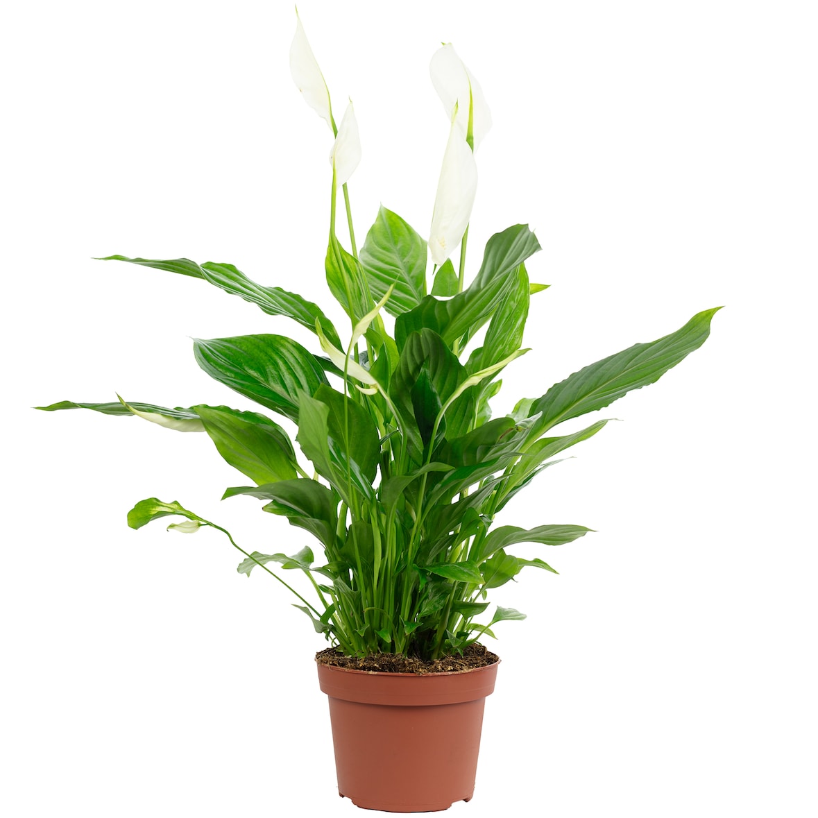 Einblatt mit 3-5 Blüten/Knospen - Luftreinigendes Spathiphyllum - ca. 45 cm hoch, Topf-Ø 13 cm