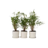 thumbnail of Bambou non traçant - Fargesia Rufa - Set de 3 Hauteur 25-40cm