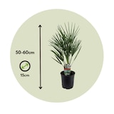thumbnail of Dwergpalm - Chamaerops Humilis Hoogte 50-60cm