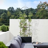 thumbnail of Rosensäule- Rankhilfe 200x40cm