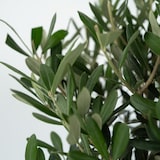 thumbnail of Olivenbaum - Olea Europaea Höhe 60-70cm