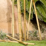 thumbnail of Tutor BAMBU decoración  BAMBOO DECO Ø35-40mm x 1,8m NATURAL