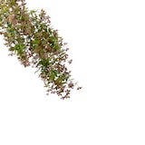 thumbnail of Bonerva | Planta artificial Colgante Orquídea Morada | Decoración de eventos, restaurantes, oficinas | Realista, Decorativa y Duradera | MAL1230