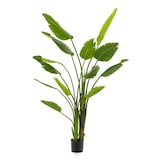 thumbnail of Árbol STRELITZIA NICOLAI. Altura: 180 cm. 13 hojas