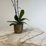 thumbnail of Restootab - Plateau 160x80 decor marbre calcuta