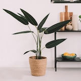 thumbnail of Planta artificial en maceta Strelitzia 90 cm - Oviala