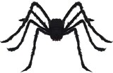 Eine schwarze, pelzige Spinne mit langen Beinen.