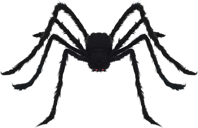 Eine schwarze, pelzige Spinne mit langen Beinen.
