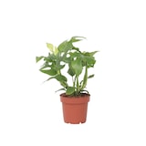 thumbnail of Monstera Minima - Tetrasperma Rhaphidophora Hoogte 20-30cm