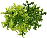 Planta de helecho verde con hojas delicadas.