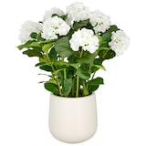 thumbnail of CREATIV green künstliche Pflanze Hortensien Arrangement im Topf, 70cm, weiß
