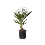 thumbnail of Dwergpalm - Chamaerops Humilis Hoogte 50-60cm