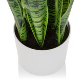 thumbnail of Planta artificial / árbol artificial SANSEVIERIA plástico verde hjh OFFICE