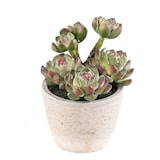 thumbnail of VERT ESPACE plante artificielle succulente en pot 18 cm