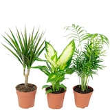 thumbnail of 3er-Set Zimmerpflanzen Chamaedorea, Dieffenbachie, Dracaena - Topf-Ø 12 cm