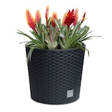 thumbnail of 2 x Blumentopf Blumenkübel Pflanzentopf Pflanzkübel Blumenkübel Rattan groß 2 x Ø 20 cm