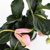 thumbnail of Trosbloem - Medinilla Magnifica Hoogte 40-50cm
