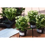 thumbnail of HERMA Folienetikett 4573 66x33,8mm weiß 480 St./Pack.