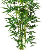 thumbnail of CREATIV green künstliche Pflanze Zierhanfpflanze, ca 210cm, 263 Bl. grün, im Kunststofftopf 17x15cm